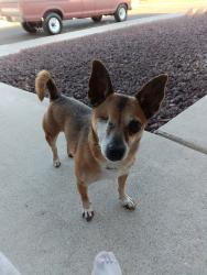 Lost Male Dog last seen East Tropicana and South Nellis Las Vegas Nevada 89121, Paradise, NV 89121