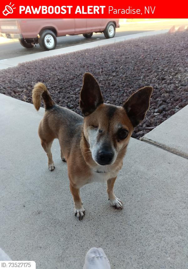 Lost Male Dog last seen East Tropicana and South Nellis Las Vegas Nevada 89121, Paradise, NV 89121