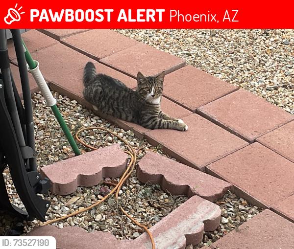 Lost Male Cat last seen AC Marriott, Phoenix, AZ 85085