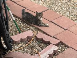 Lost Male Cat last seen AC Marriott, Phoenix, AZ 85085