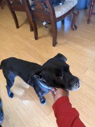 Reunited Male Dog last seen My Zion blvd and Maddox rd, Morrow, GA 30260