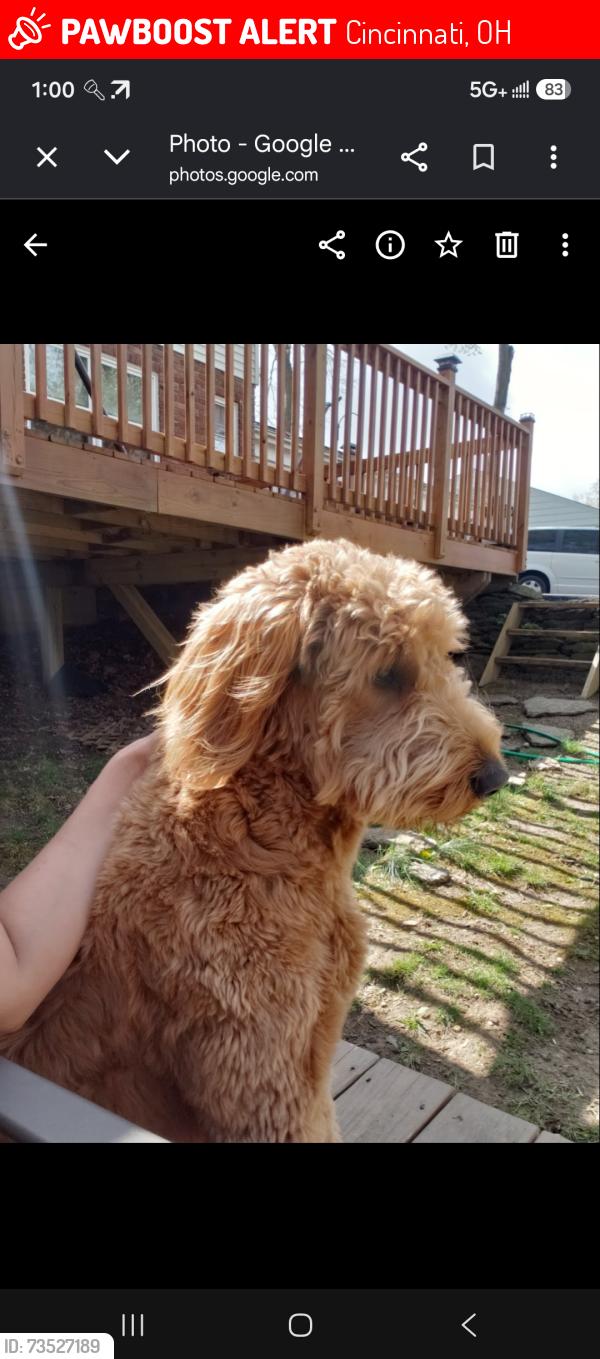 Lost Male Dog last seen Montgomery rd, Cincinnati, OH 45236