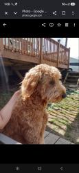 Lost Male Dog last seen Montgomery rd, Cincinnati, OH 45236