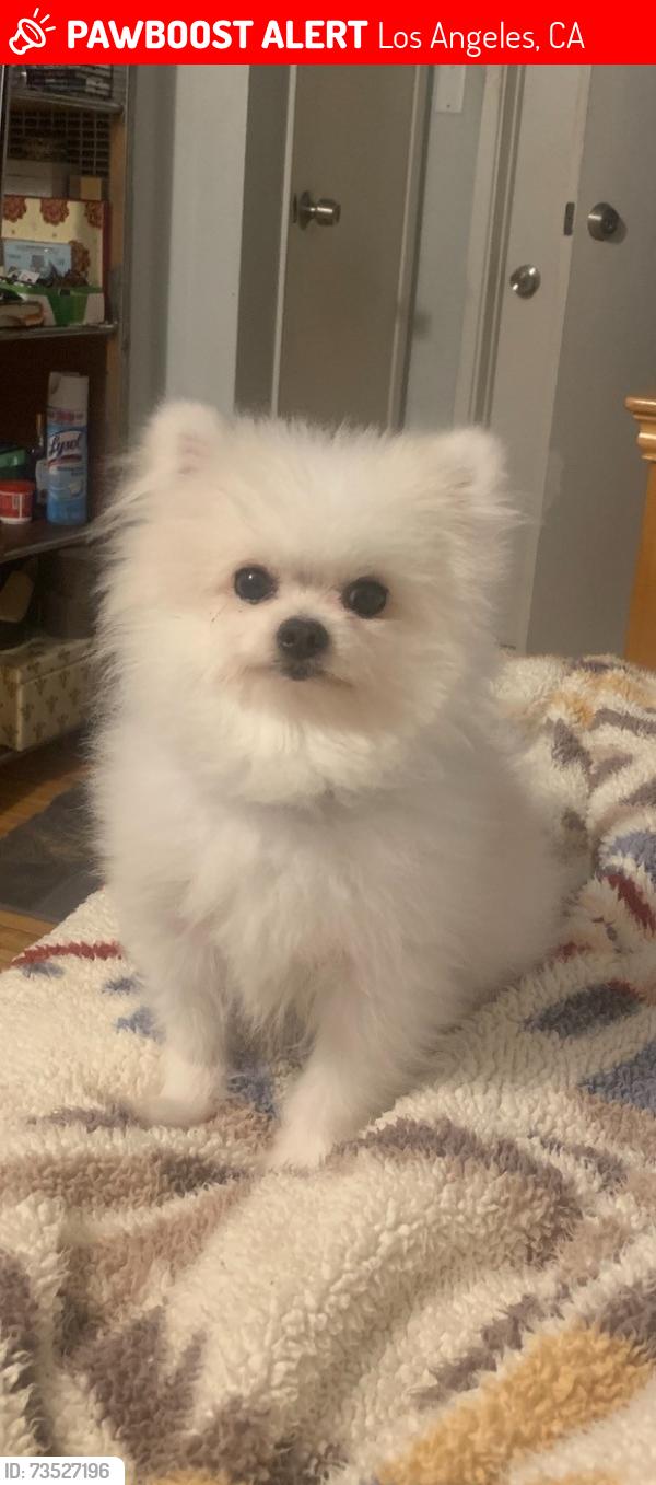 Lost Male Dog last seen Near st &Figueroa st, Los Angeles, CA 90061