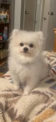 Lost Male Dog last seen Near st &Figueroa st, Los Angeles, CA 90061