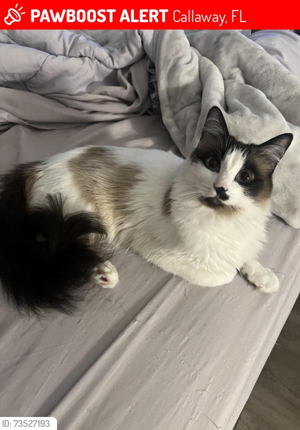 Lost Female Cat last seen Miles dr / boat race rd, Callaway, FL 32404