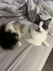 Lost Female Cat last seen Miles dr / boat race rd, Callaway, FL 32404