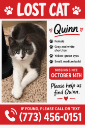 Lost Female Cat last seen 35th Street and Firebush, Rosamond, CA 93560