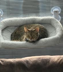 Lost Male Cat last seen Lost near North Strabane Middle School, Canonsburg, PA 15317