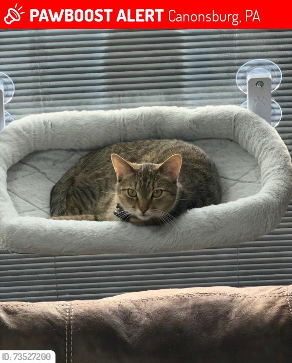 Lost Male Cat last seen Lost near North Strabane Middle School, Canonsburg, PA 15317