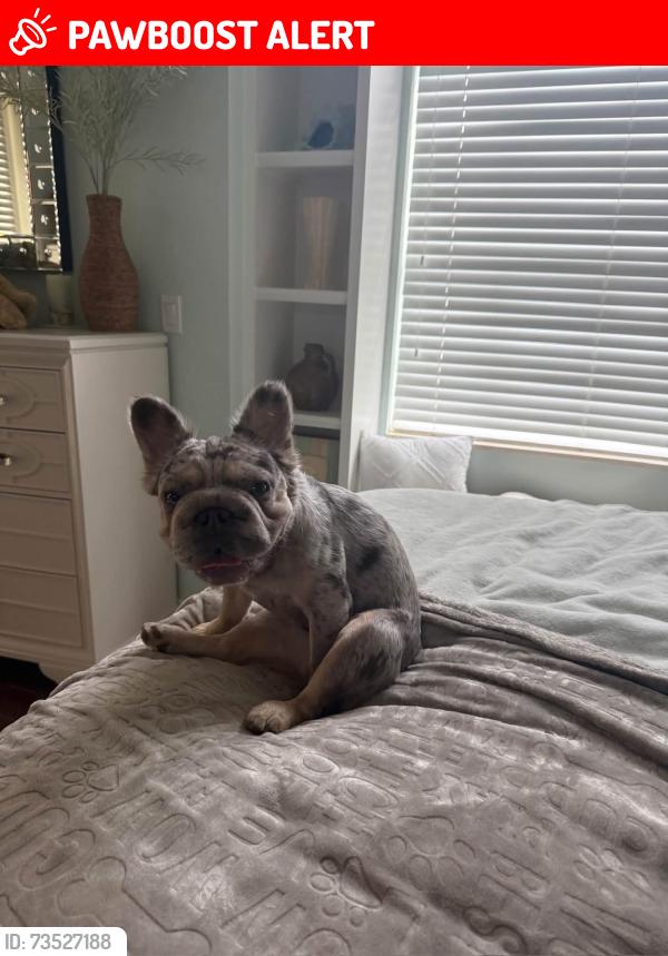 Lost Female Dog last seen Gregory Across from new Trader Joes, West Palm Beach, FL 33405