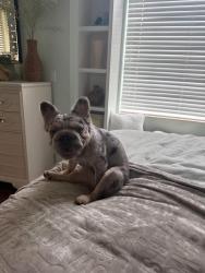 Lost Female Dog last seen Gregory Across from new Trader Joes, West Palm Beach, FL 33405