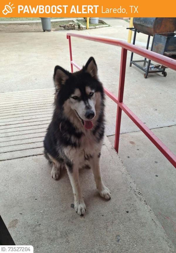 Found/Stray Unknown Dog last seen Holding Institute, Laredo, TX 78040