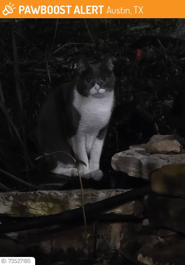 Found/Stray Unknown Cat last seen Davis and Clairmont, Austin, TX 78749