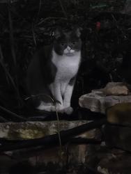 Found/Stray Unknown Cat last seen Davis and Clairmont, Austin, TX 78749