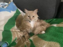 Reunited Female Cat last seen Dewing Ln, Walnut Creek, Walnut Creek, CA 94595