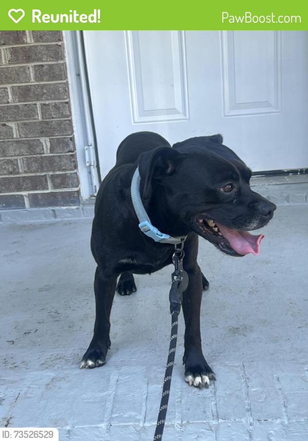 Reunited Male Dog last seen Rex rd, Morrow, GA 30260