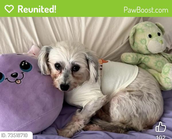 Reunited Female Dog last seen Bracewood and fondant, Houston, TX 77071