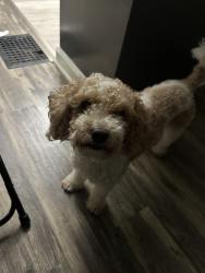 Lost Male Dog last seen Near Farmington Rd Cincinnati, Cincinnati, OH 45240