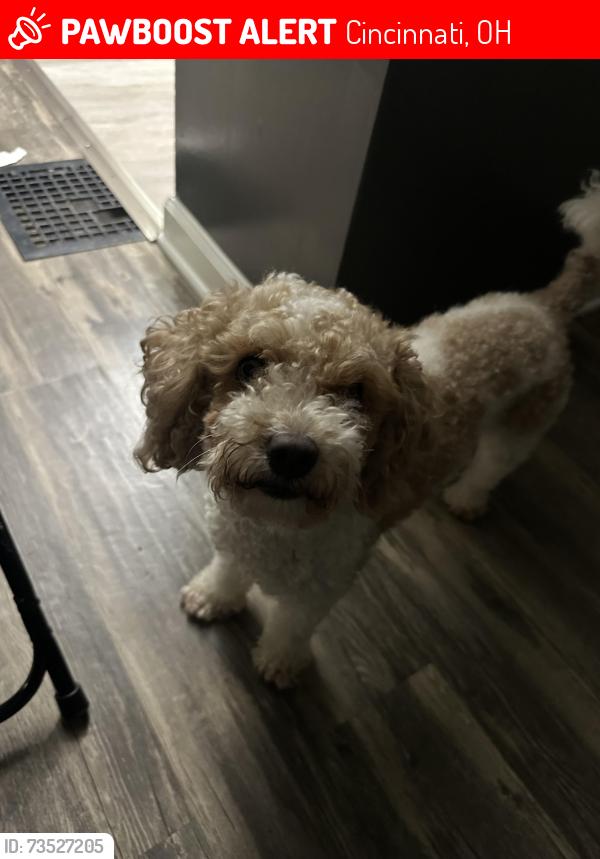 Lost Male Dog last seen Near Farmington Rd Cincinnati, Cincinnati, OH 45240