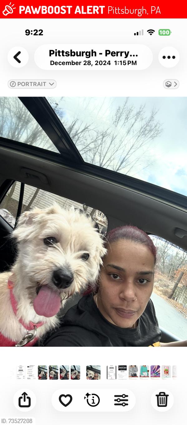 Lost Male Dog last seen Brighton Heights, Pittsburgh, PA 15212