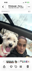 Lost Male Dog last seen Brighton Heights, Pittsburgh, PA 15212