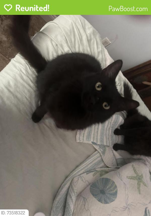 Reunited Male Cat last seen Lullwater near 98, Panama City Beach, FL 32413