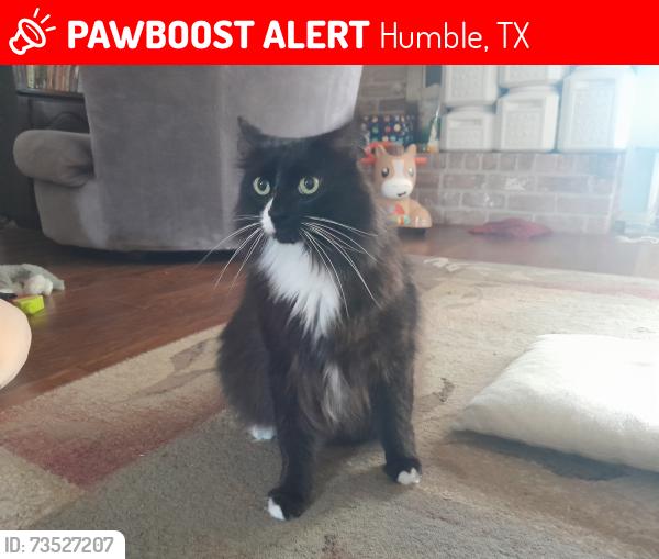Lost Male Cat last seen Enchanted Timbers Dr, Humble, TX 77346