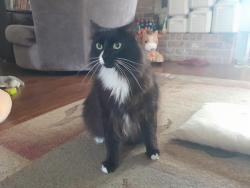 Lost Male Cat last seen Enchanted Timbers Dr, Humble, TX 77346