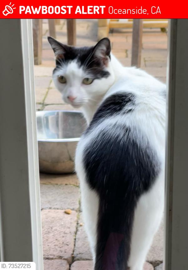 Lost Male Cat last seen Vandegrift, Oceanside, CA 92057