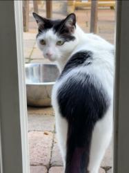 Lost Male Cat last seen Vandegrift, Oceanside, CA 92057