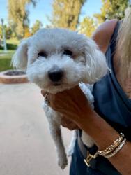Reunited Female Dog last seen Sunnyside Golf Course, Fresno, CA 93727