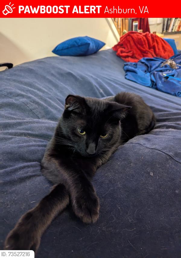 Lost Male Cat last seen Trailside park, Ashburn, VA 20147