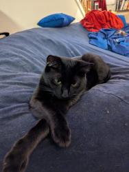 Lost Male Cat last seen Trailside park, Ashburn, VA 20147
