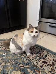 Lost Female Cat last seen Wilshire bvld and western, Oklahoma City, OK 73114