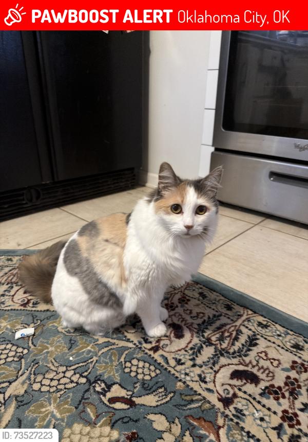 Lost Female Cat last seen Wilshire bvld and western, Oklahoma City, OK 73114