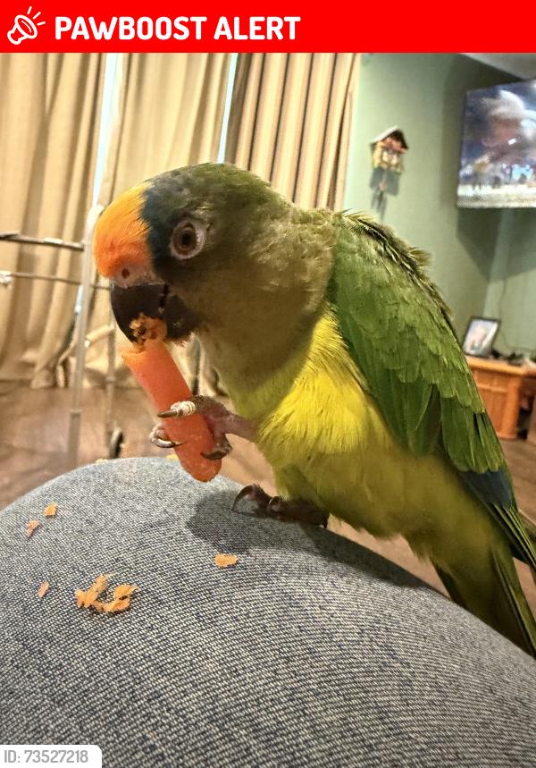 Lost Male Bird last seen Clearview rd and woods rd, Towamensing Township, PA 18235