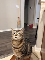 Lost Female Cat last seen Greenbriar St, Buda, TX 78610