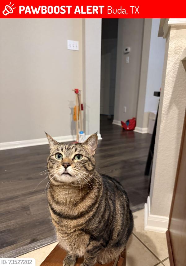 Lost Female Cat last seen Greenbriar St, Buda, TX 78610