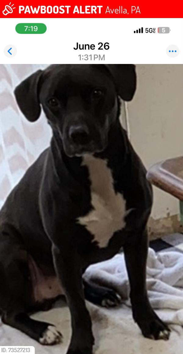 Lost Male Dog last seen Near hill street Avella pa, Avella, PA 15312