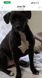 Lost Male Dog last seen Near hill street Avella pa, Avella, PA 15312