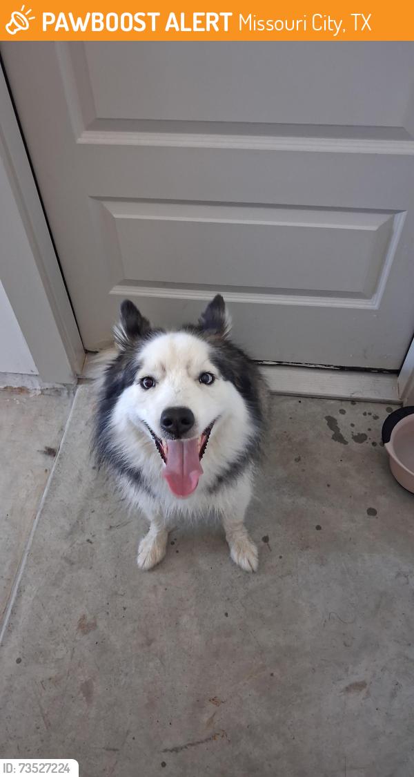 Found/Stray Female Dog last seen Parks Edge Development, Missouri City, TX 77489