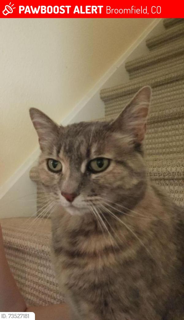 Lost Female Cat last seen At home on Fenton St, Broomfield, CO 80020