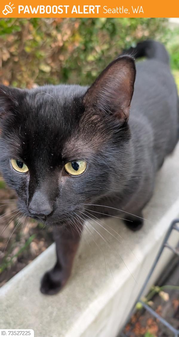 Found/Stray Female Cat last seen John and Sue Bird CT, Seattle, WA 98109