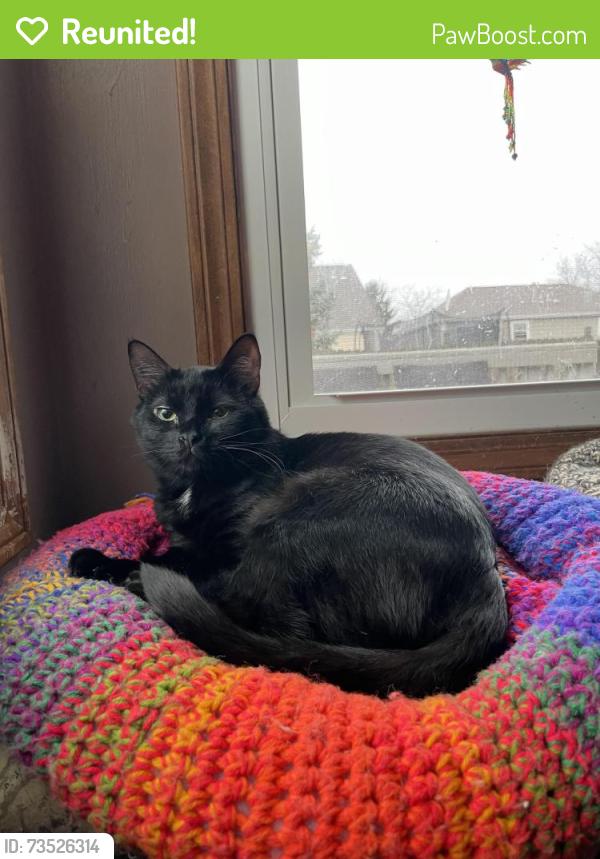 Reunited Male Cat last seen Drayton and Wallington, Hilliard, OH 43026