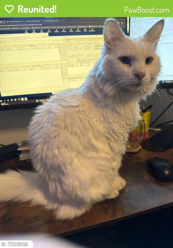 Reunited Male Cat last seen Beacon and Leo st, Tukwila, WA 98178