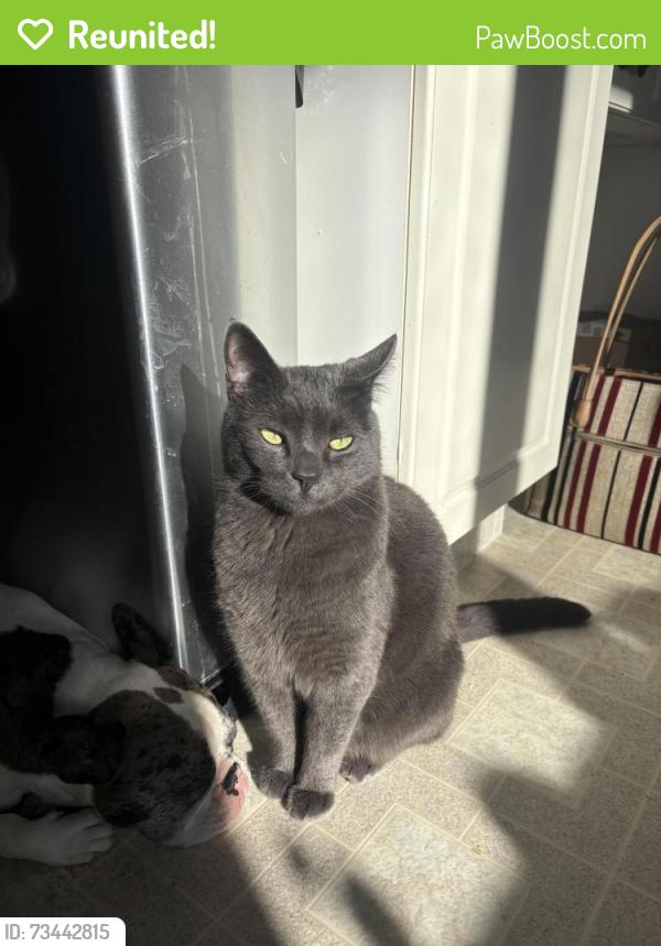 Reunited Male Cat last seen Winston high school. Park meadows, Lethbridge, AB T1H 4G5
