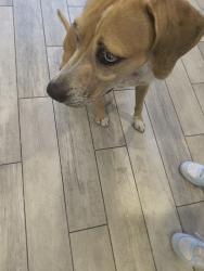 Reunited Female Dog last seen Palm tree Blvd. and 40th street, Cape Coral, FL 33904