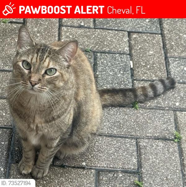Lost Female Cat last seen Bittern Loop area, Lutz, Fl, Cheval, FL 33558