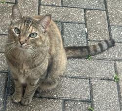 Lost Female Cat last seen Bittern Loop area, Lutz, Fl, Cheval, FL 33558